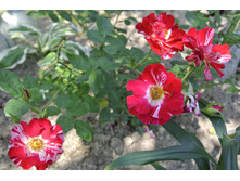 ����������� 353.jpg