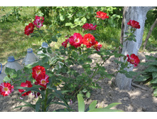 ����������� 352.jpg