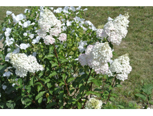 ����������� 364.jpg