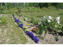 ����������� 365.jpg