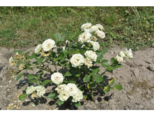 ����������� 368.jpg