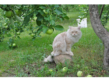 ����������� 401.jpg