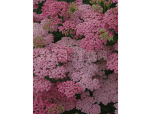 Achillea-Little-Susie.jpg