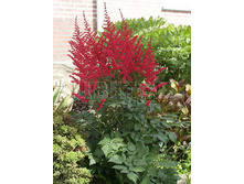 Astilbe-Alive-and-Kicking.jpg