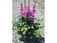 astilbe-chine-vision.jpg