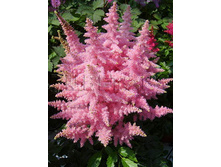 Astilbe-Country-&-Western.jpg