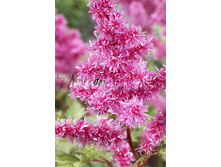 Astilbe-Rhythm-and-Blues.jpg