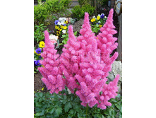 Astilbe-Stand-&-Deliver.jpg