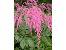 astilbe-thunbergii-straussenfeder.jpg