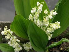 convallaria-majalis-prolificans.jpg