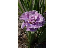Iris-Sibirica-Pink-Parfait.jpg