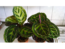 Calathea roseo-picta 'illustris'