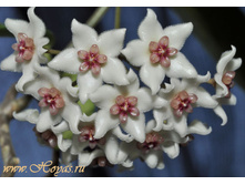 ���� ( Hoya graveolens) -������ �������� ..