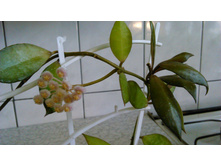 �������� ����� -�� ...