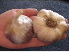 ������ ������������