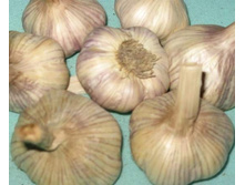 ������ ����� �����