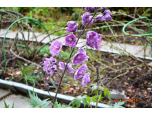 ����� ������.JPG