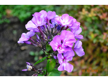 ����� ���..JPG