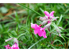 ����� �����.JPG