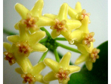Hoya sp. Biakensis - ������ �������� ..