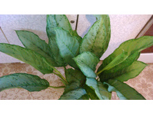 ��������� �������. Aglaonema Fridman-650-680  ���.