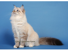 ������ - �������� �����