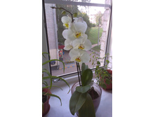 IMAG0210.jpg