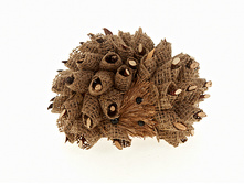 n6250408.jpg  389�