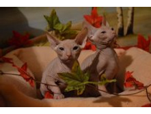 DSC_0705 (1280x853).jpg