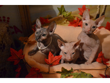 DSC_0740 (1280x853).jpg