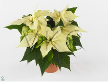 ���������� �����