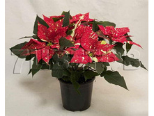 ���������� ���������