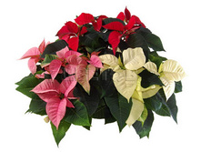 ���������� ��������