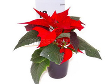 ���������� �������