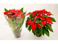 ���������� �������