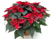 ���������� �������