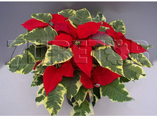 ���������� ������� ���������