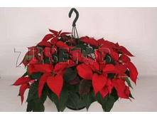 ���������� ������� ���������