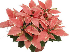 ���������� ���������