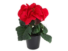 ���������� �������� �������