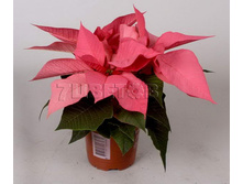 ���������� �������