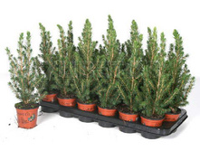 ��� ��������� ������