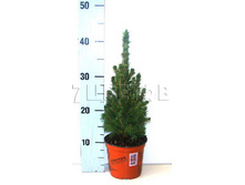 ��� ��������� ������