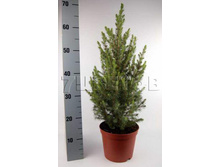 ��� ��������� ������