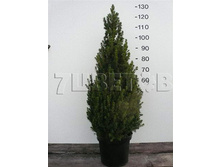 ��� ��������� ������