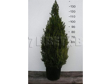 ��� ��������� ������