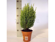 ������������ ���� ����