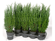 ������������ �������