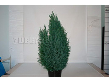 ������������ �������