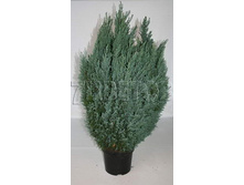 ������������ �������